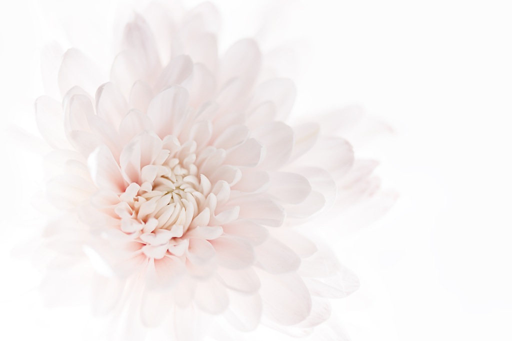 Fototapeta PEONIE PIWONIE KWIATY P07 196x260