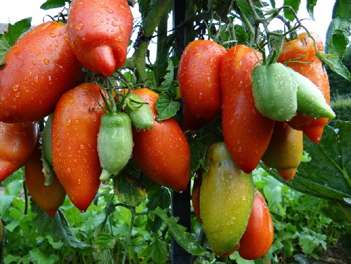 сорт перца вася-василек. томат бычий рог. томат рог. томат рог. томат рога изобилия 20 шт сибирский сад.