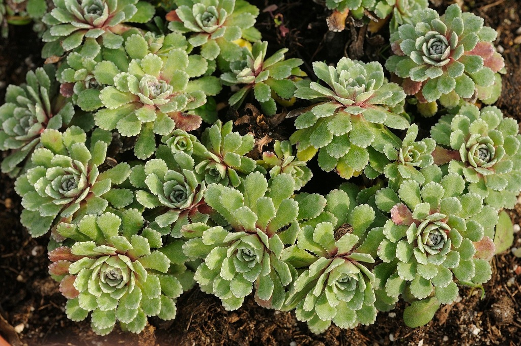 Skalnica - Saxifraga 'Whitehill'