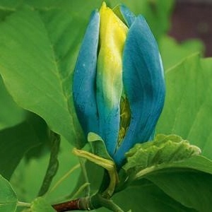 Magnolia BLUE OPAL DUŻE NIEBIESKIE kwiaty