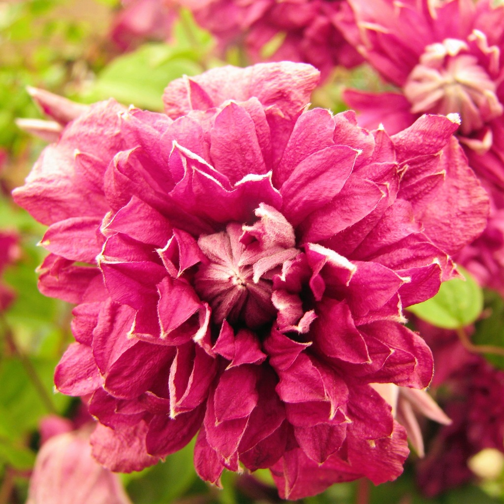 Powojnik Purpurea Plena Elegans clematis włoski o drobnych kwiatach 2L