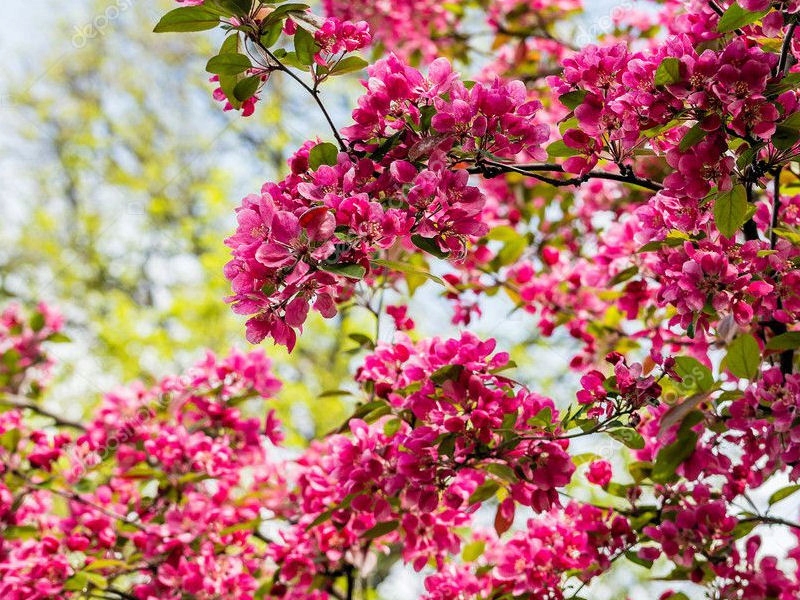 Jabłoń ozdobna Pendula Royal Beauty- paszport