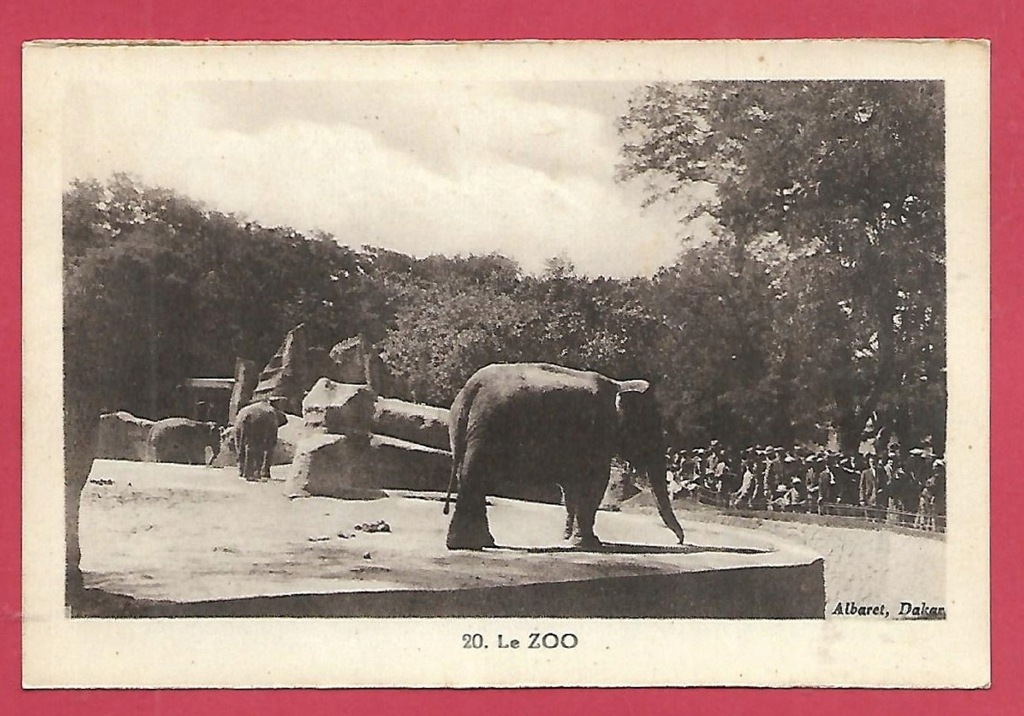 Słoń słonie zoo ogród zoologiczny pocztówka stara