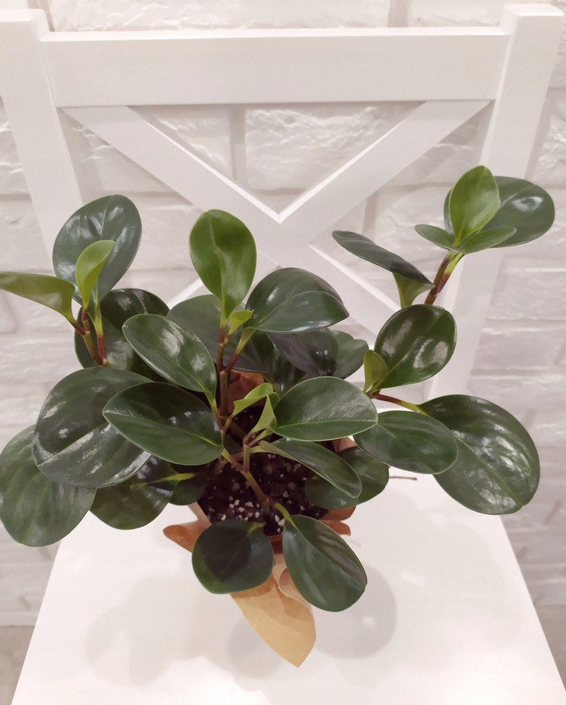 Peperomia Optusifolia magnoliolistna magnoliifolia