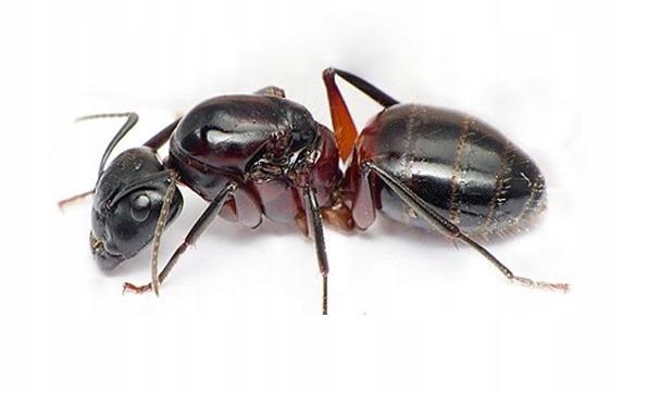 Mrówki Camponotus herculeanus Q + 4-6 robotnic