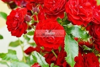 Róża pnąca Cumberland (rosa)