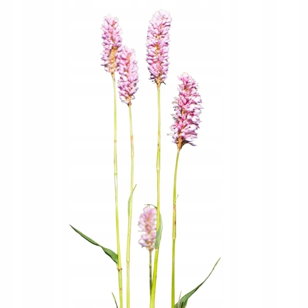 Łąki kwietne nasiona Rdest wężownik 10g - 13353994607 - oficjalne