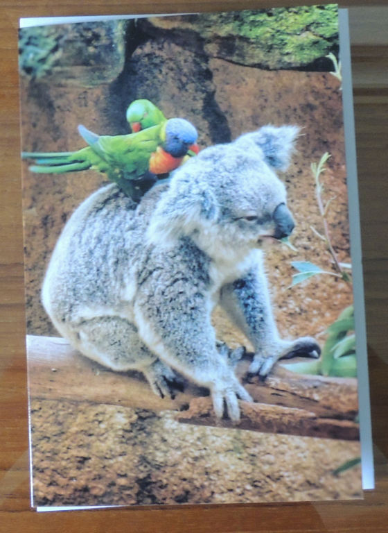 Australia -Pocztówka - koala z papużkami