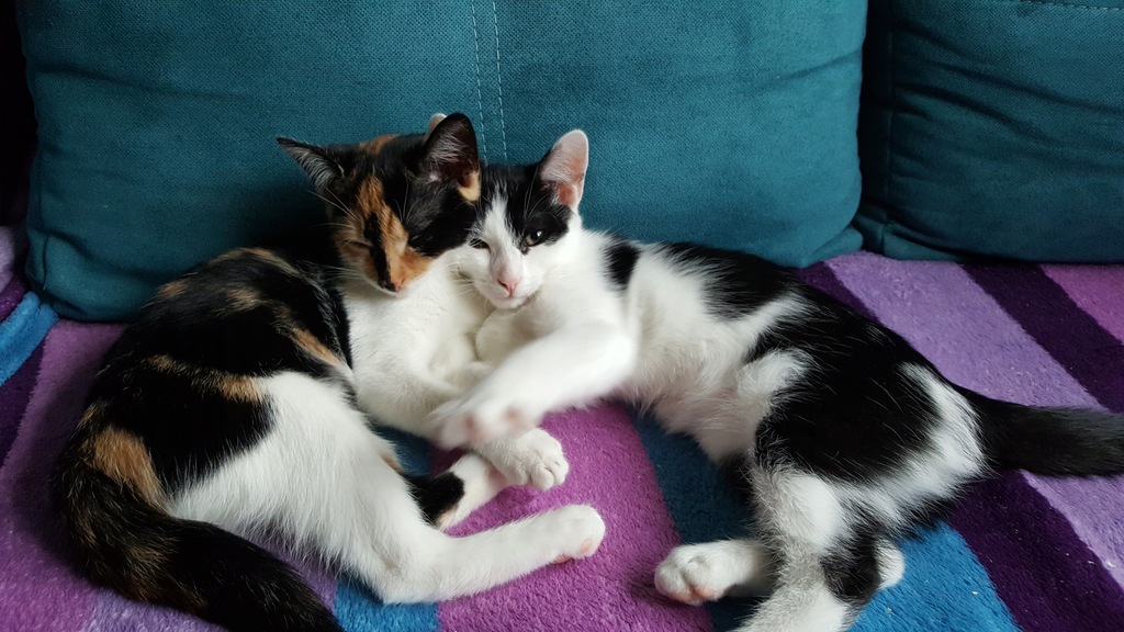 Koty- Majka i Stefan szukają kochającego domu
