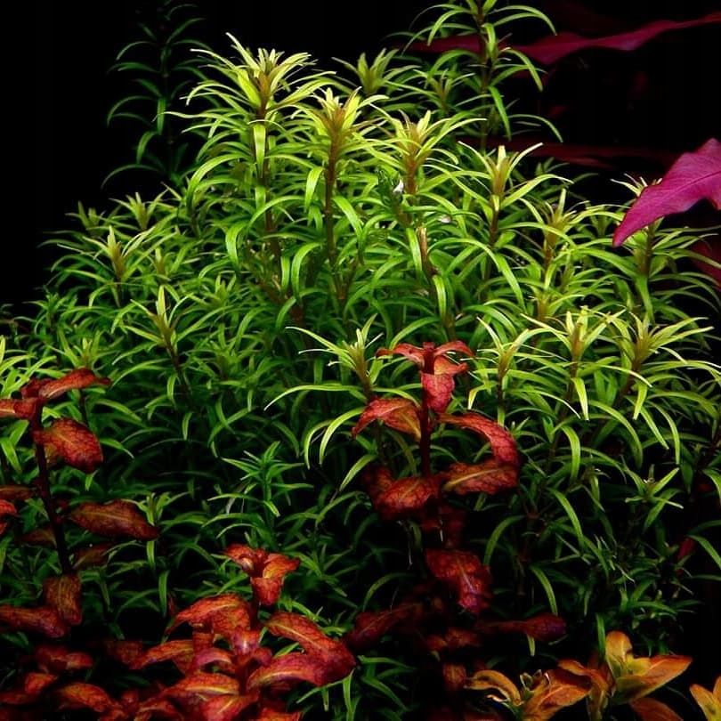 Rotala Mexicana Araguaia