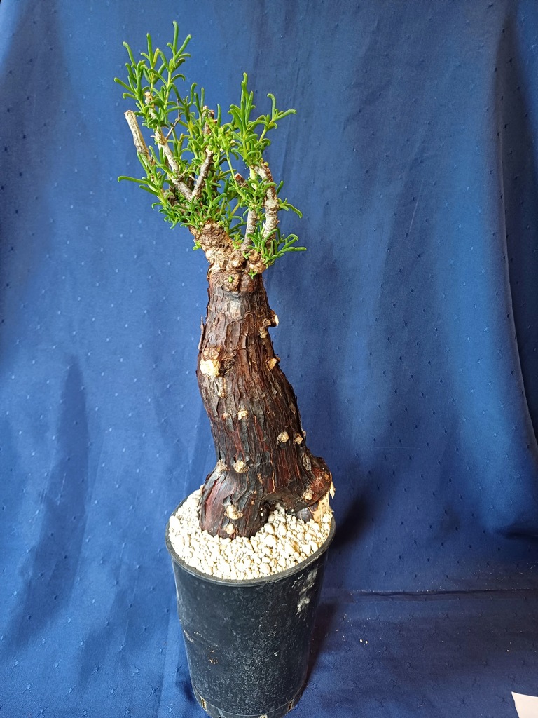 Mestoklema elatum (biały kwiat) 108p - PS8704D