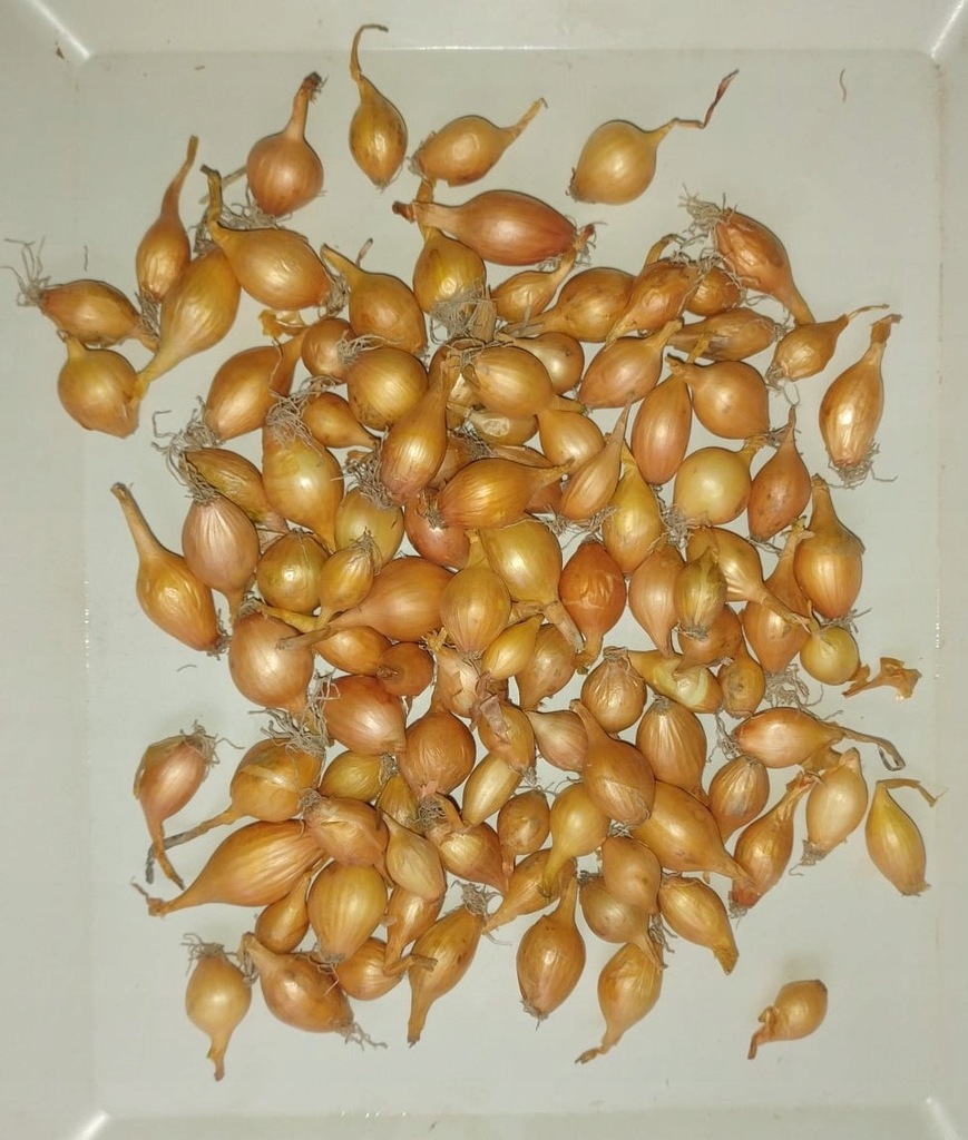 CEBULA DYMKA WOLSKA I do Sadzenia 250g