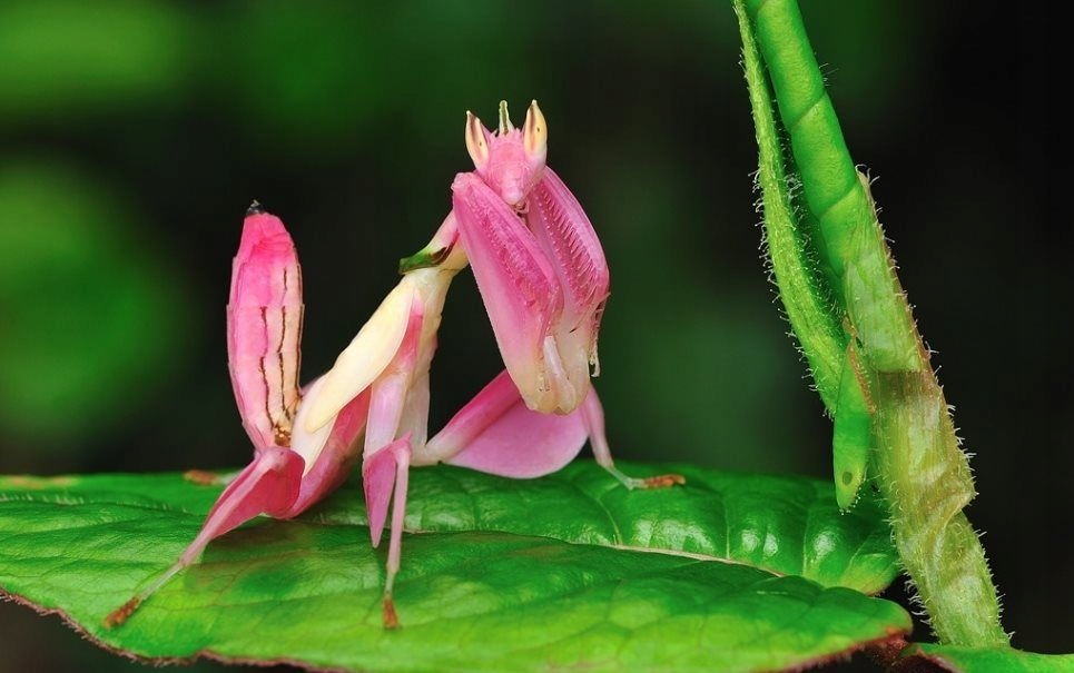 Hymenopus coronatus Modliszka storczykowa PAKIET