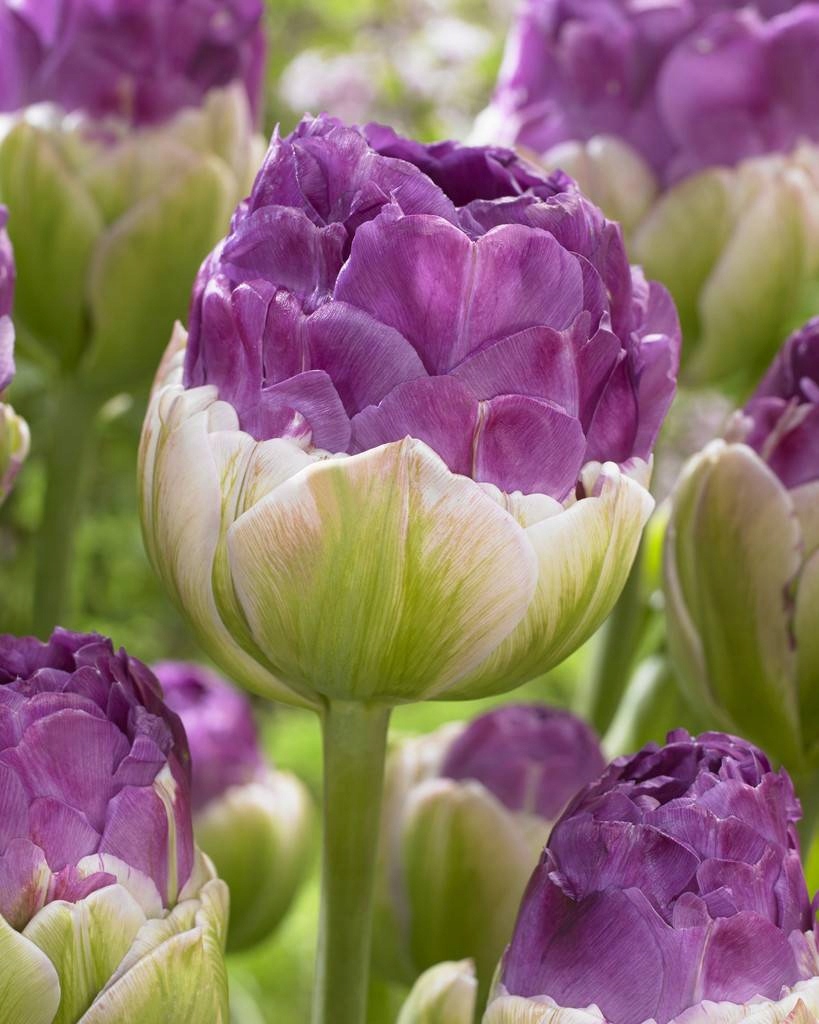 Купить ICE TULIP ICE PURPLE EXQUISIT 5 шт + БЕСПЛАТНО: отзывы, фото, характеристики в интерне-магазине Aredi.ru