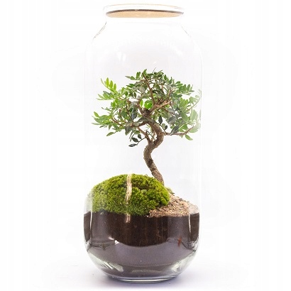 Купить Подушкообразный мох темно-зеленый 20г лесной в стакане 1 шт: отзывы, фото, характеристики в интерне-магазине Aredi.ru