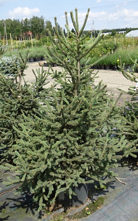 Świerk biały 'Xawery' Picea glauca+GRATIS