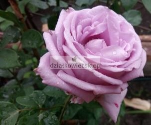 Róża wielkokwiatowa Parfum de Liberte (rosa)