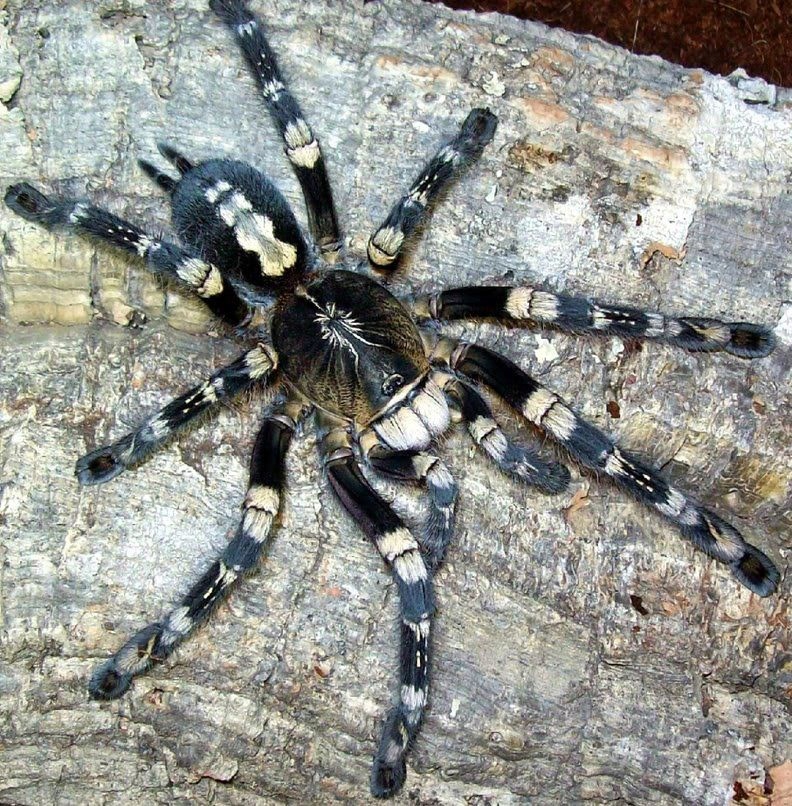 Poecilotheria subfusca lowland bara L3