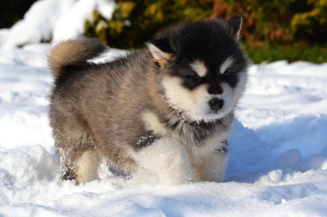 Alaskan Malamute szczeni ta Hodowla Nunarak ZKwP 7801448965