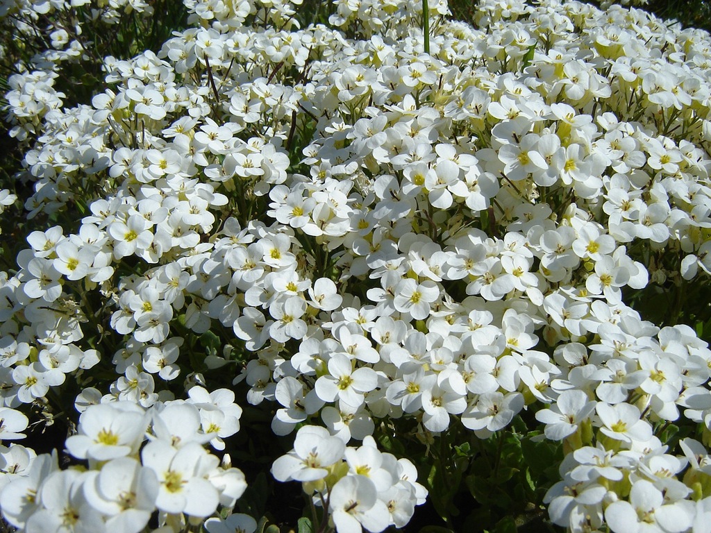 Gęsiówka kaukaska Alba - Arabis caucasica