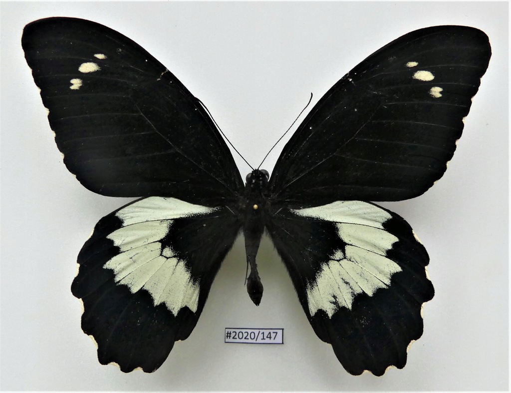 Motyl Papilio gambrisius samiec .