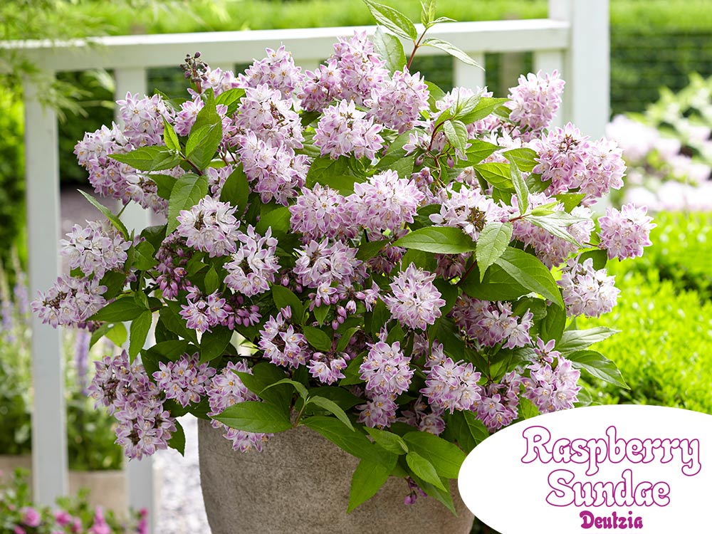 Żylistek Raspberry Sundae PBR NOWOŚĆ C2