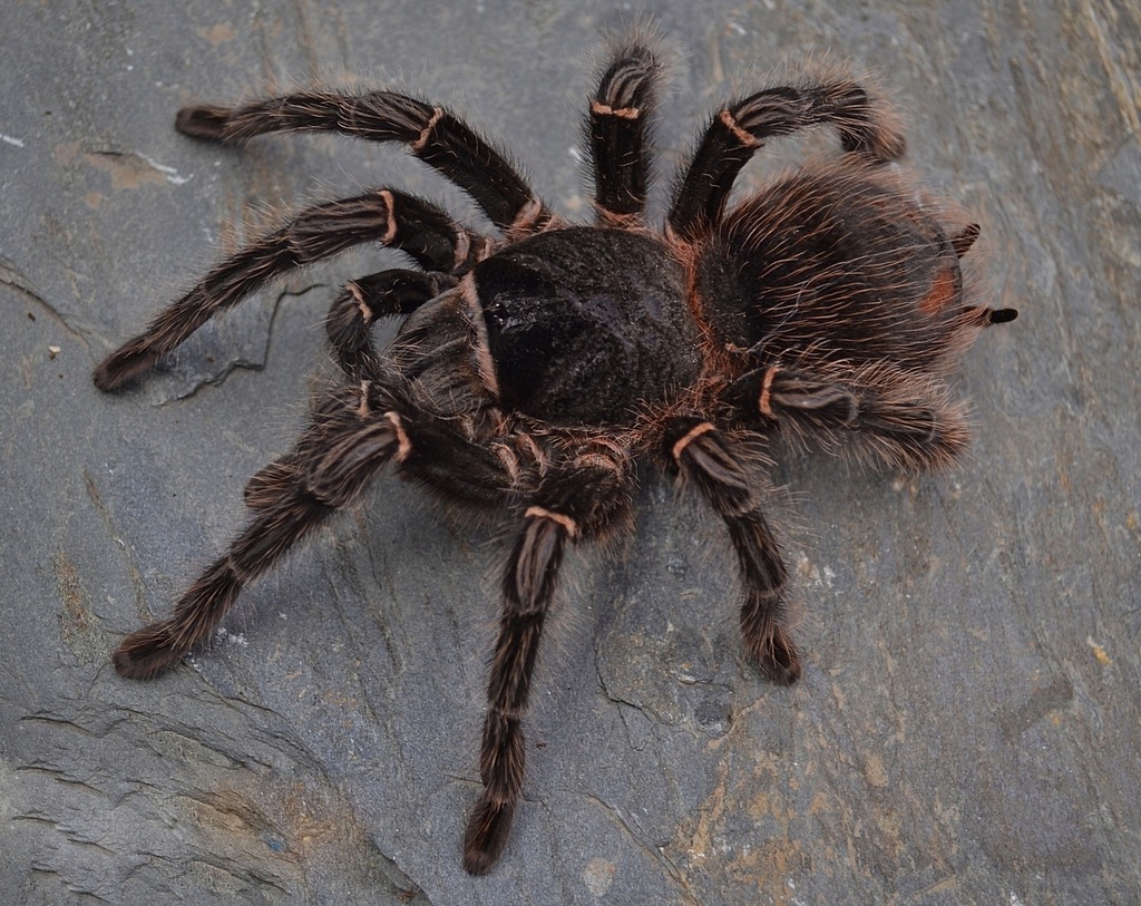 Lasiodora parahybana L6/7 - Ptasznik olbrzymi