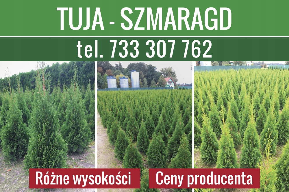 Tuja,tuje Szmaragd 140-170 cm Wrocław!