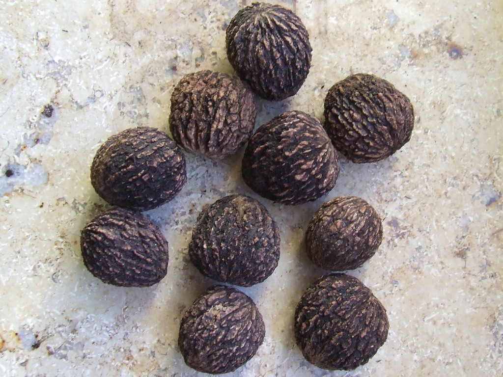 Orzech czarny Juglans nigra