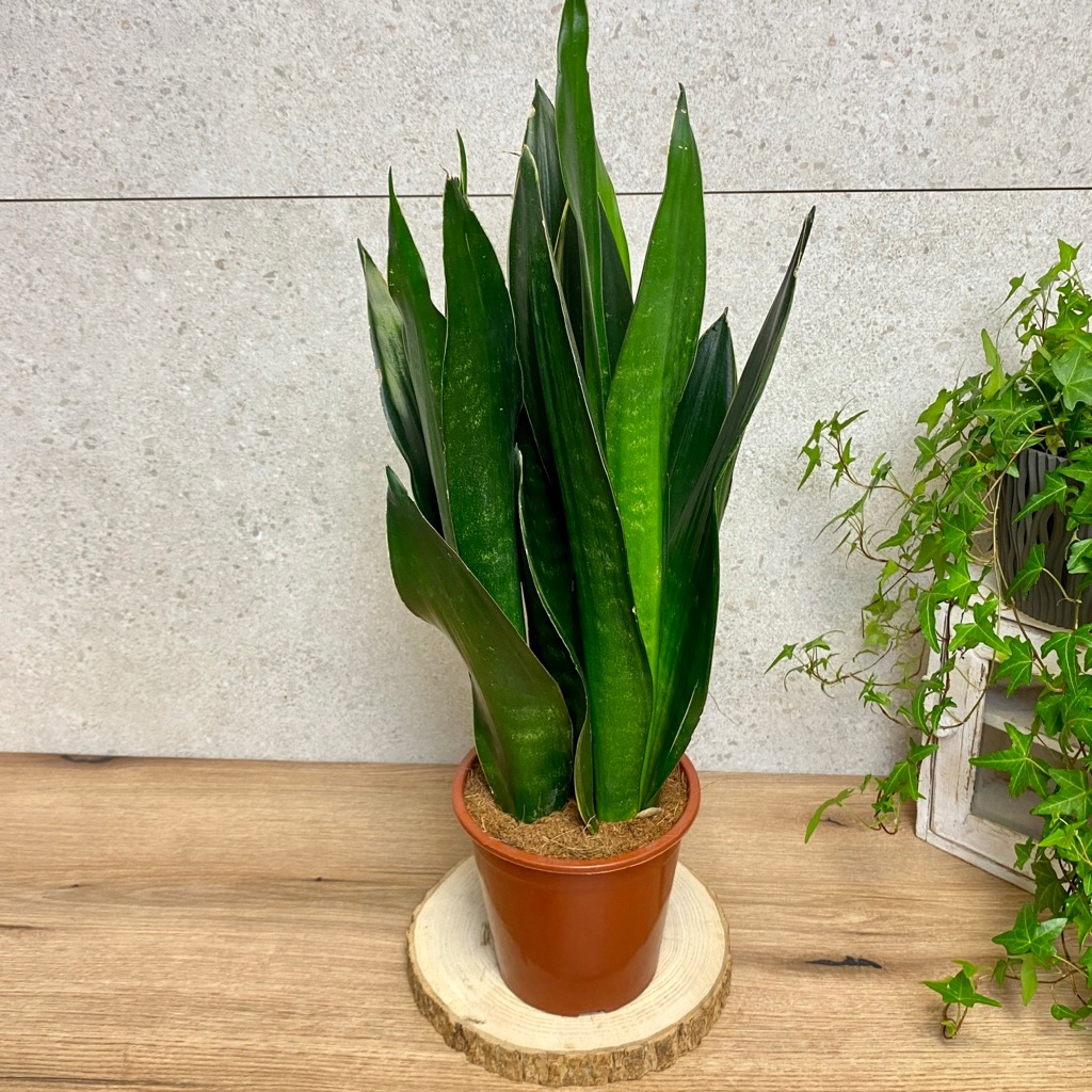 Sansewieria 'Black Coral' Sansevieria