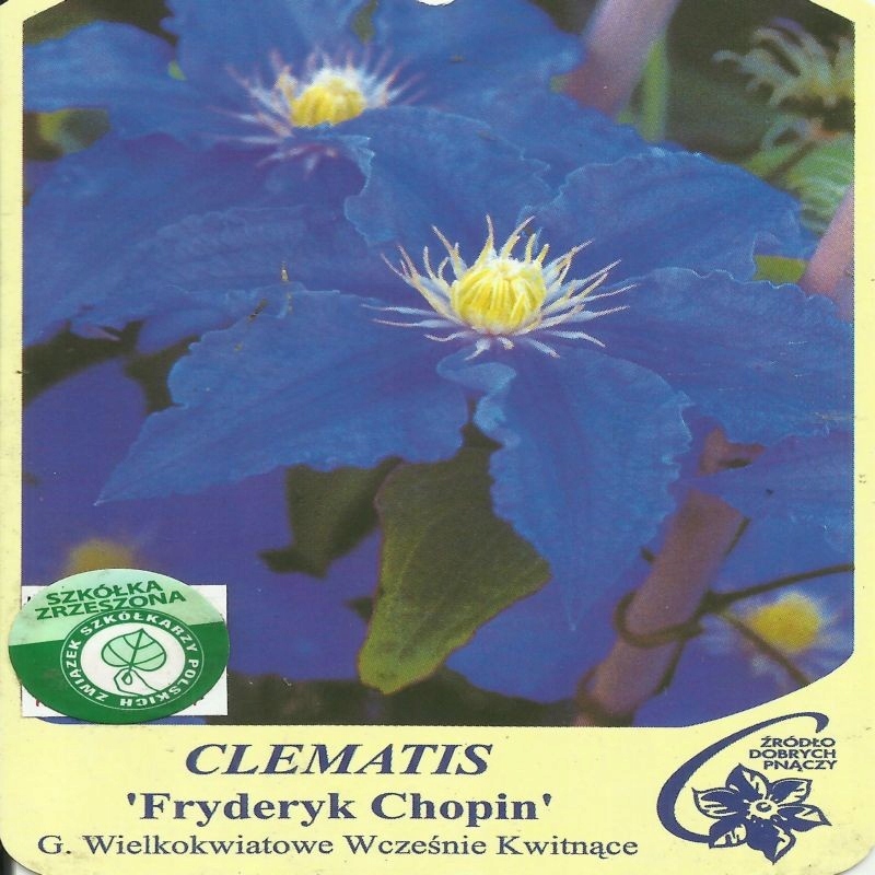 Clematis FRYDERYK CHOPIN Powojnik wielkokwiatowy