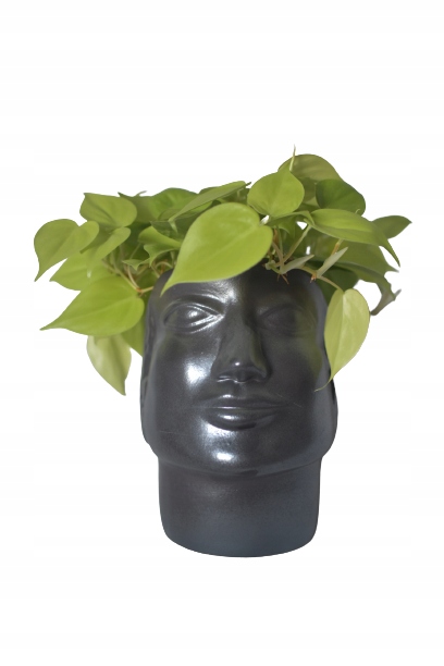Epipremnum Scindapsus LEMON NEON