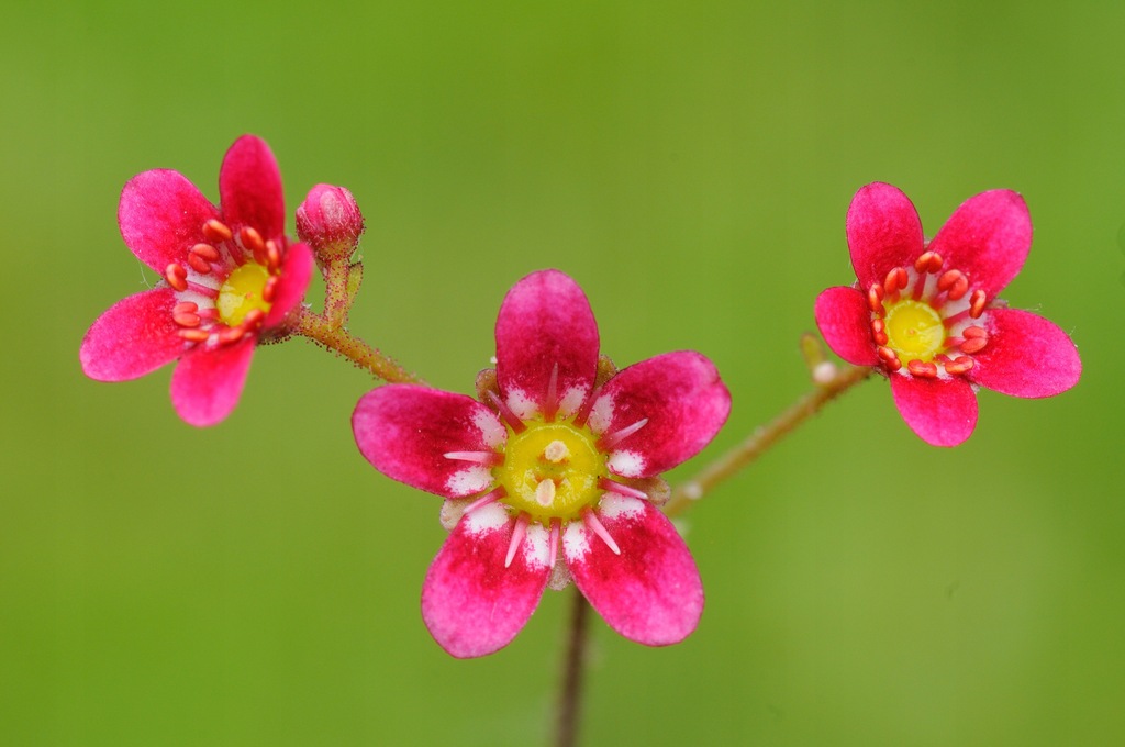 Skalnica - Saxifraga kolenatiana