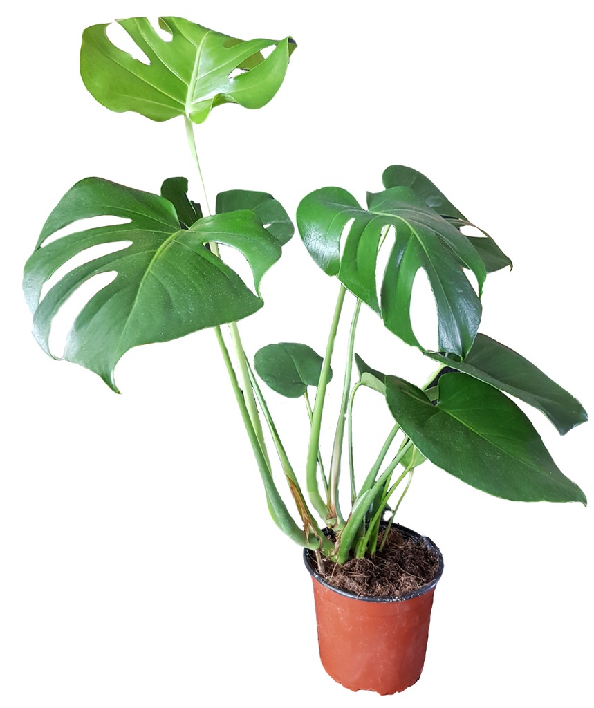 Монстера Делициоза (Monstera deliciosa)