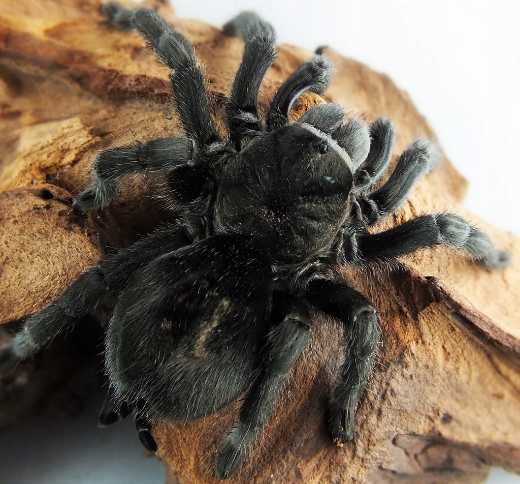 Grammostola pulchra L1 (SpidersForge)