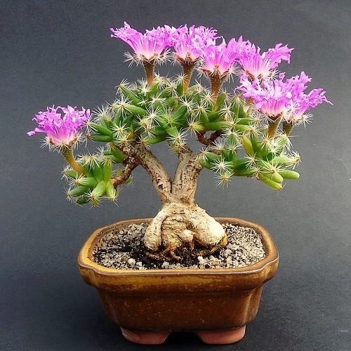 Trichodiadema densum MINI RÓŻA PUSTYNI - bonsai
