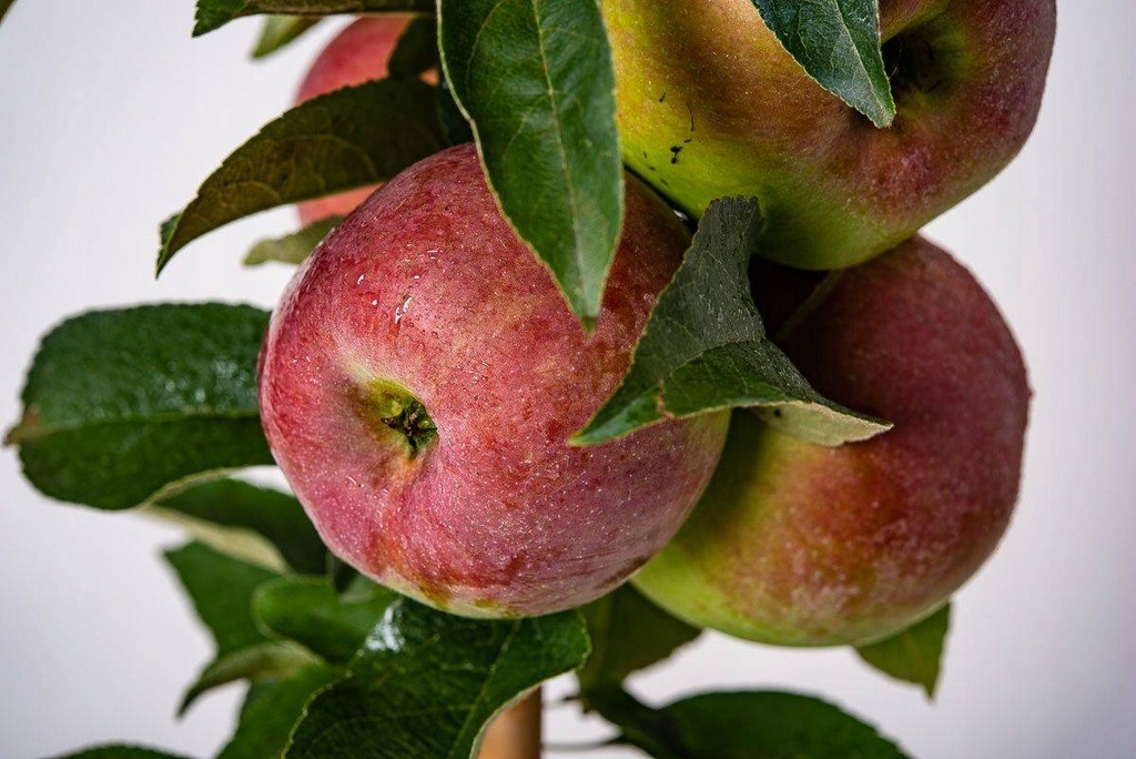 Jabłoń kolumnowa Garden Fountain 11382180633 oficjalne archiwum Allegro