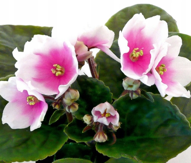 Fiołek afrykański Optimara My Passion sadzonka - 9416126620 - oficjalne ...