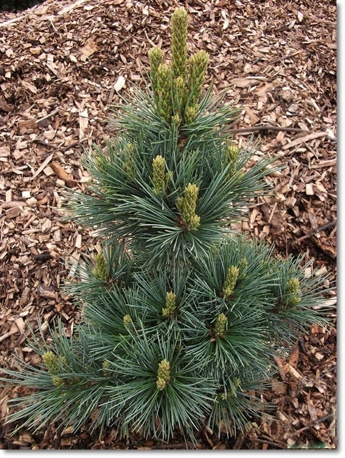 Pinus strobiformis 'Loma Linda' - !!!