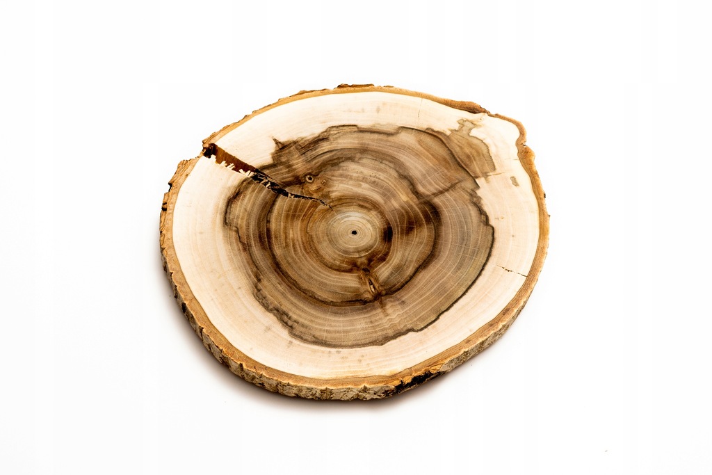 Unikatowy plaster drewna orzech włoski 27-31/2 cm