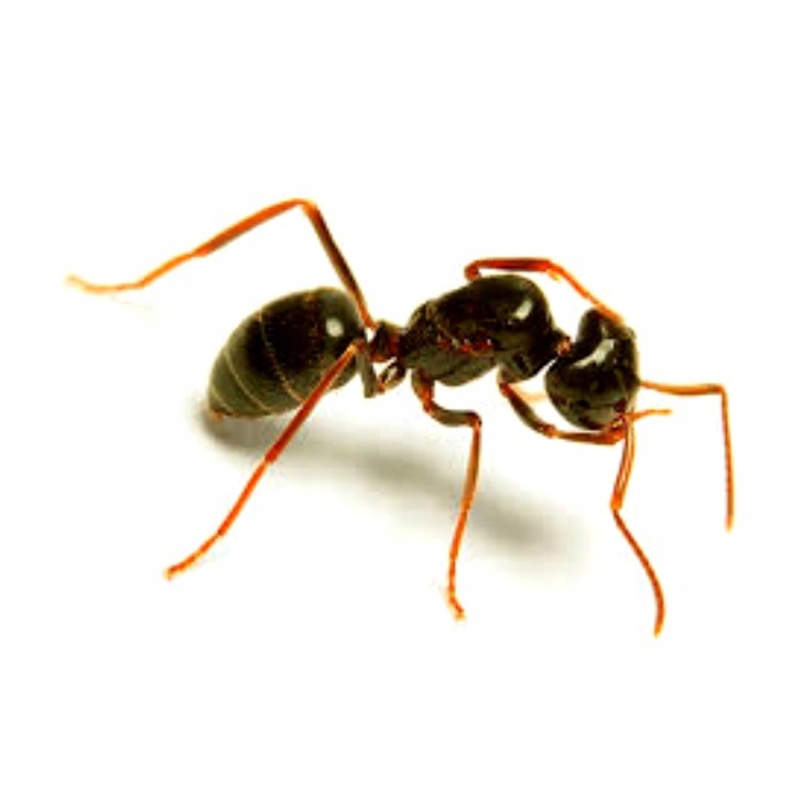Mrówki Lasius fuliginosus Q + 10-20 robotnic