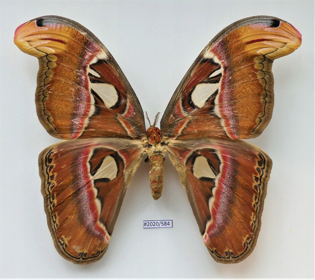 Motyl Attacus atlas samica 188 mm.
