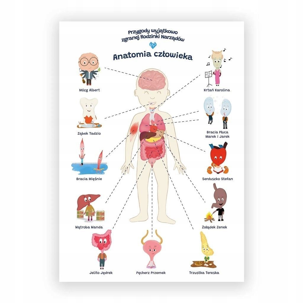 PLAKAT EDUKACYJNY. ANATOMIA CZŁOWIEK A2