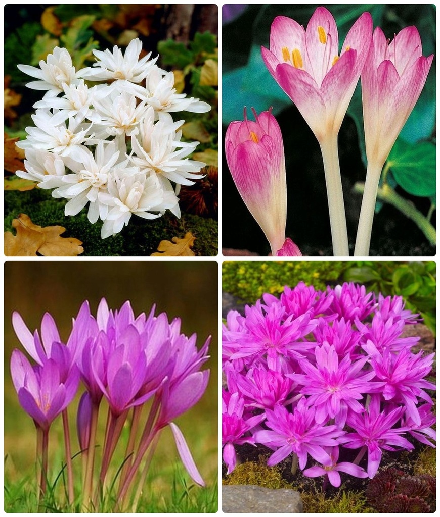 Zimowit Colhicum 4 odm. x 2 cebule = 8 sztuk.