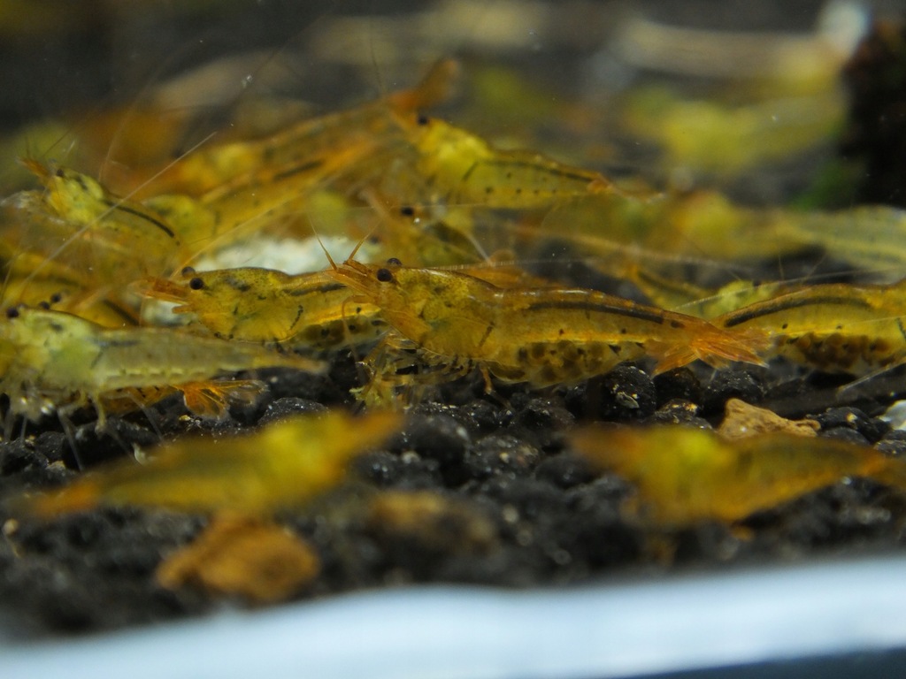 10x Krewetki TANGERINE TIGER Caridina stan shrimps