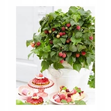 Malina BonBonBerry Yummy karłowa - Sadzonki Premium