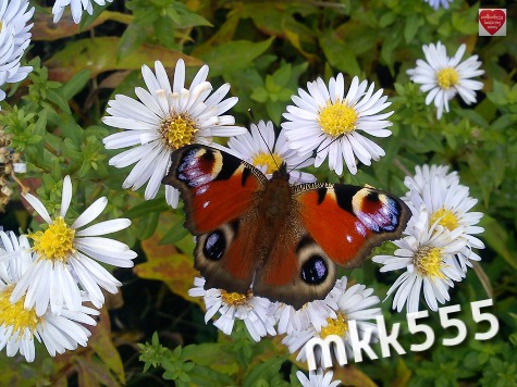 FOTOskarbonka_motyl_16-1