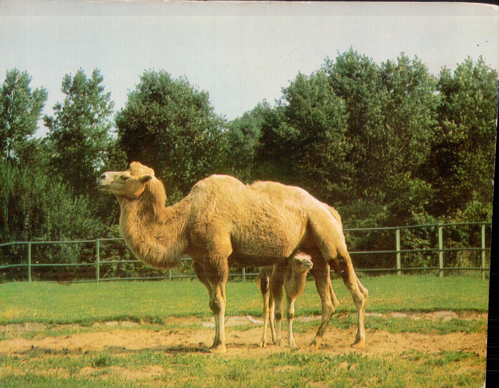 Katowice Chorzów ZOO Wielbłąd