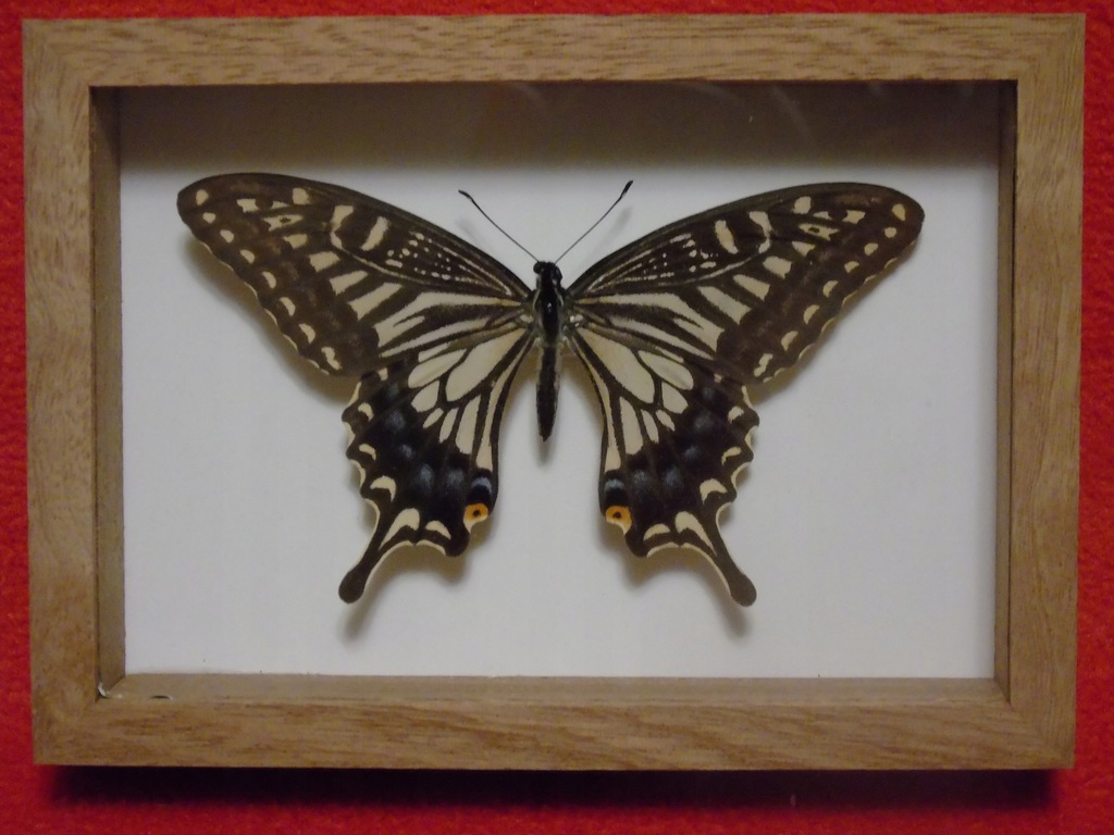 Motyl w ramce 14x10 cm. Papilio xuthus 100 mm.