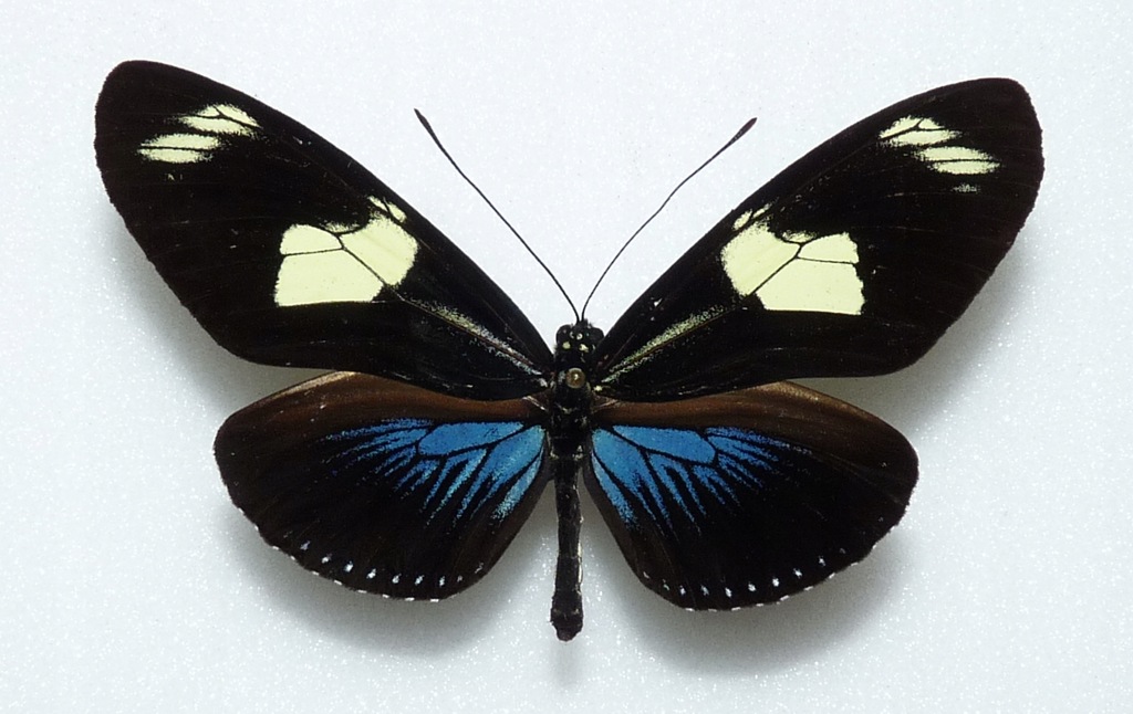 Motyl Heliconius doris .